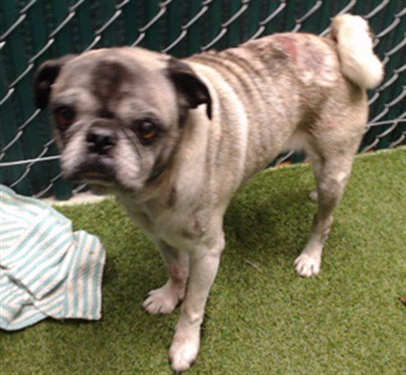 BERNIE - Pug available for adoption