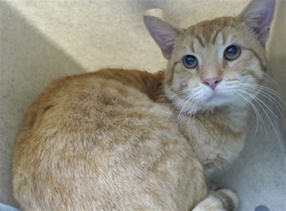 JASPER - Domestic Short Hair available for adoption