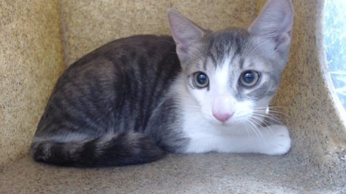 TOPITO - Domestic Short Hair available for adoption