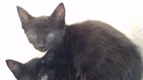 MAMI - Domestic Short Hair available for adoption