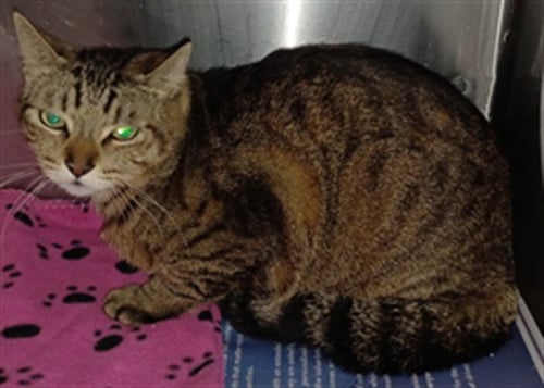 BOOTS - Domestic Short Hair available for adoption