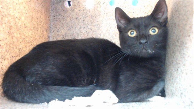 HARMONY - Domestic Short Hair available for adoption