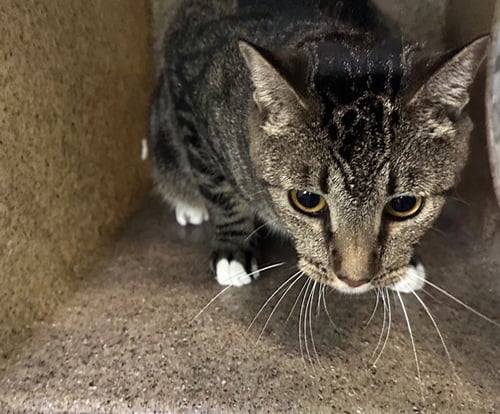 CHANCE - Domestic Short Hair available for adoption