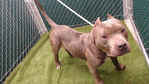 RUGBY - Pit Bull Terrier available for adoption