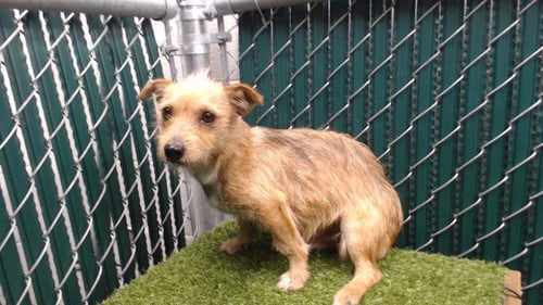 CORY - Terrier available for adoption