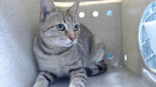 TONCHA - Domestic Short Hair available for adoption