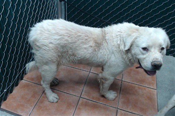 ALFREDO - Great Pyrenees available for adoption