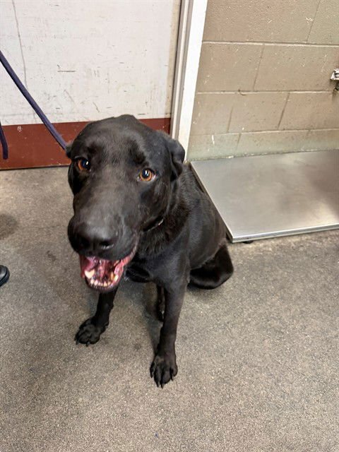 LOKI - Labrador Retriever available for adoption