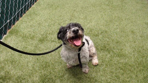 PANCHO - Maltese / Shih Tzu available for adoption