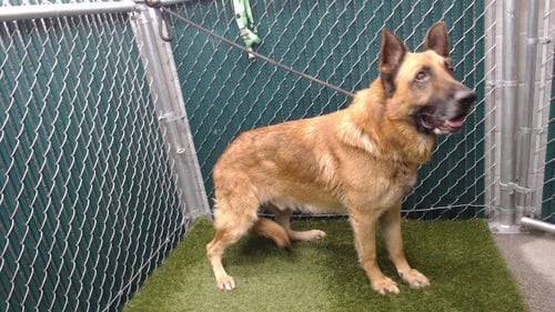 CONAN - German Shepherd Dog available for adoption