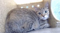 JIJI - Photo 1