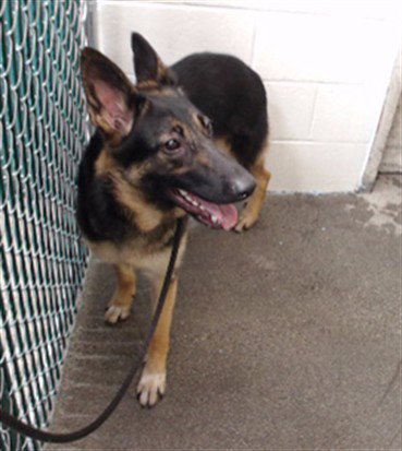 BELLA - Belgian Shepherd Malinois / German Shepherd Dog available for adoption