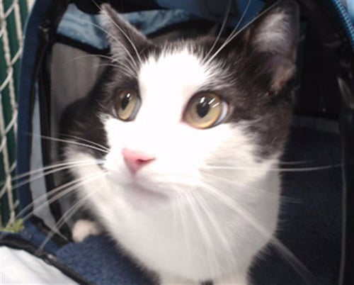 STING - Domestic Short Hair available for adoption