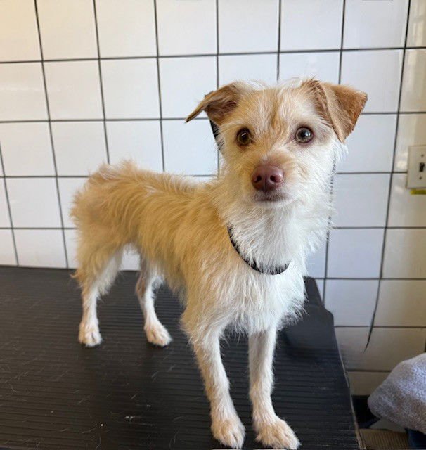 CREAMSICLE - Terrier available for adoption
