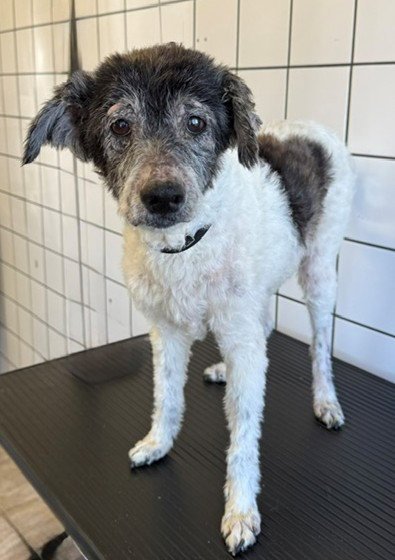 OZZY - Poodle (Miniature) available for adoption