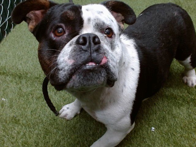 FRANTONE - English Bulldog available for adoption