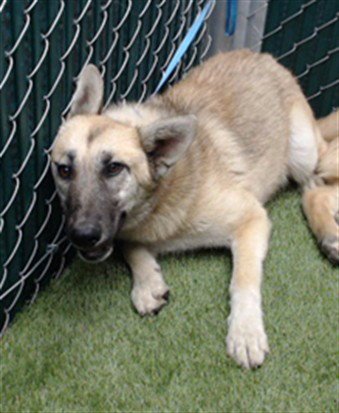 RAMONA - German Shepherd Dog / Belgian Shepherd Malinois available for adoption