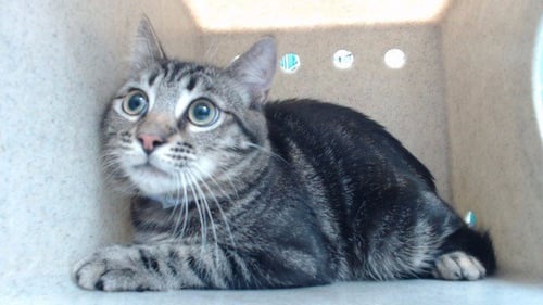 CHRISTIAN - Domestic Short Hair available for adoption
