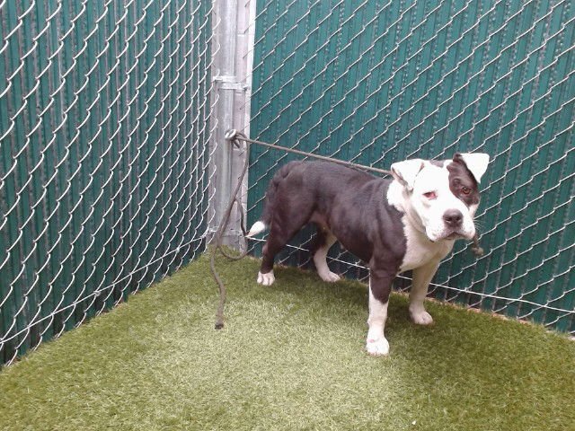 DIANA HILLS - Pit Bull Terrier available for adoption