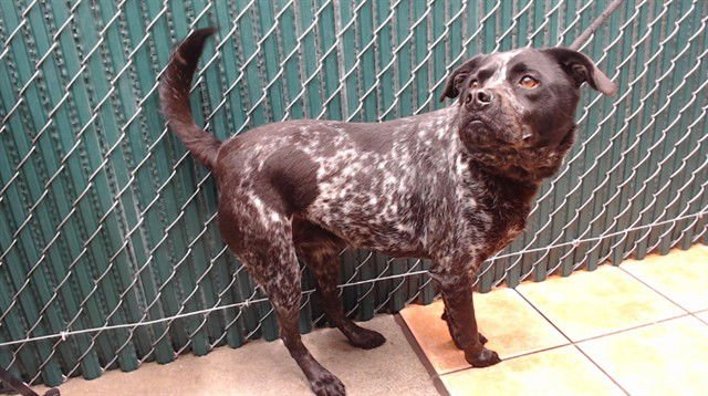 ROXY - Pointer available for adoption