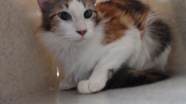 GINGER - Domestic Medium Hair available for adoption