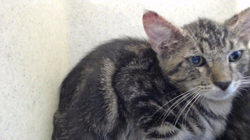 JOHNNIE - Domestic Short Hair available for adoption