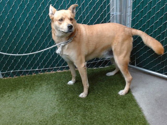 KIAYA - Labrador Retriever available for adoption