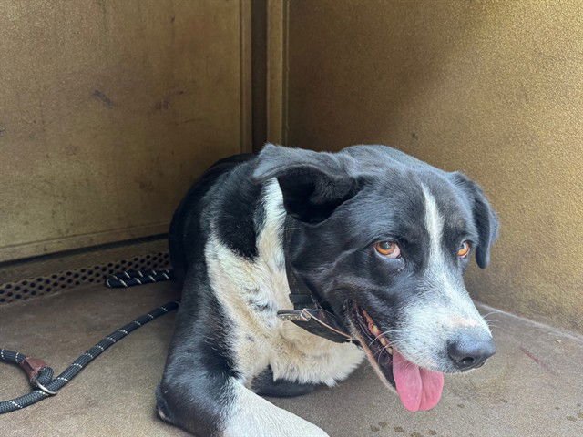 CHARLIE - Border Collie / German Shepherd Dog available for adoption