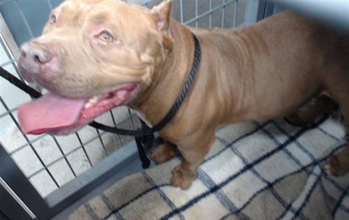 CANELO - Pit Bull Terrier available for adoption