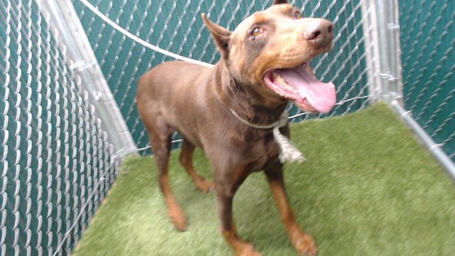 MAX - Doberman Pinscher available for adoption