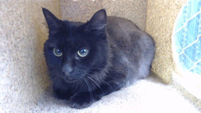 SABRINA Image