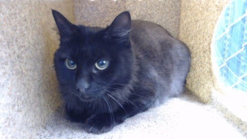 SABRINA - Domestic Short Hair available for adoption