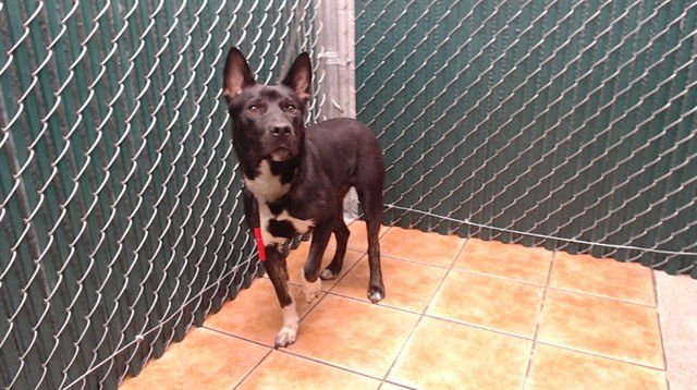 BO - Labrador Retriever available for adoption