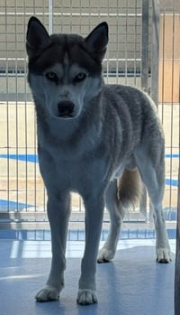 BOLT - Photo 1