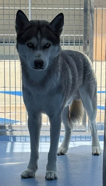 BOLT - Siberian Husky available for adoption