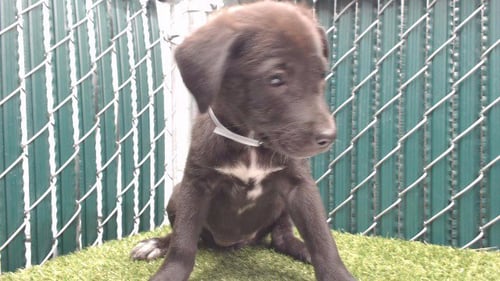 A5797454 - Siberian Husky available for adoption