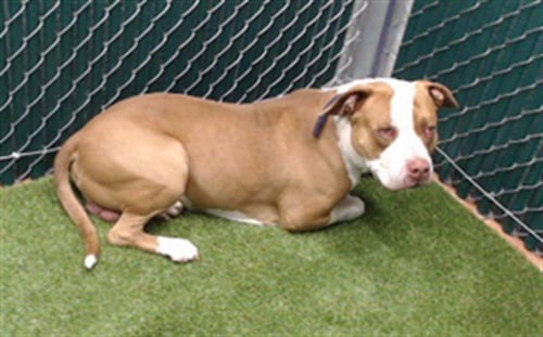 ZEUS - Pit Bull Terrier available for adoption