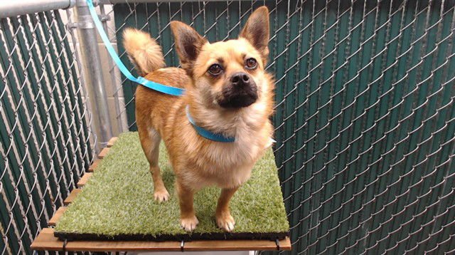 OSO - Pomeranian available for adoption