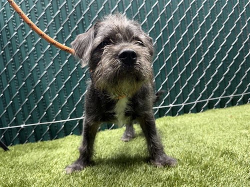 SHANE - Shih Tzu available for adoption