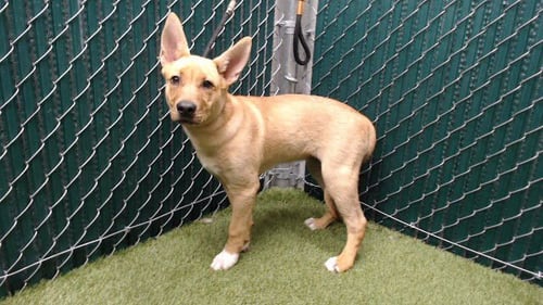 DIAMOND - German Shepherd Dog available for adoption