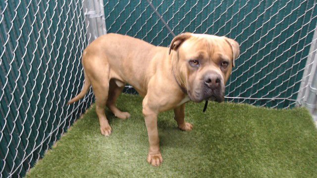 LEO - Cane Corso Mastiff / Pit Bull Terrier available for adoption