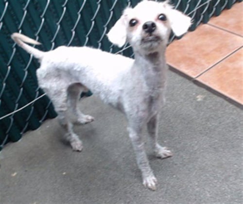 KAWAII - Poodle (Miniature) available for adoption
