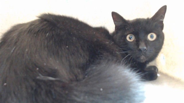 POMPEII - Domestic Short Hair available for adoption