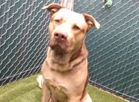 PANCHO - Photo 1