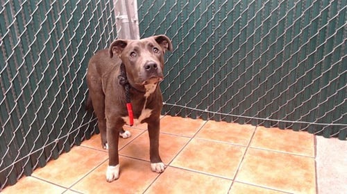 MEIKA - Pit Bull Terrier available for adoption