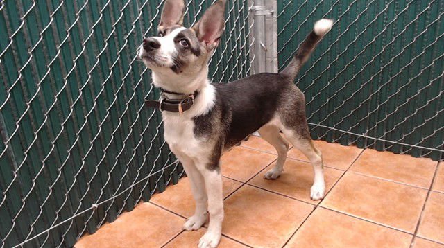 SHAYLA - German Shepherd Dog available for adoption