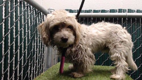 JOEY - Poodle (Miniature) available for adoption