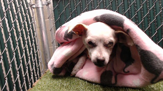 MISS PEARL - Chihuahua available for adoption