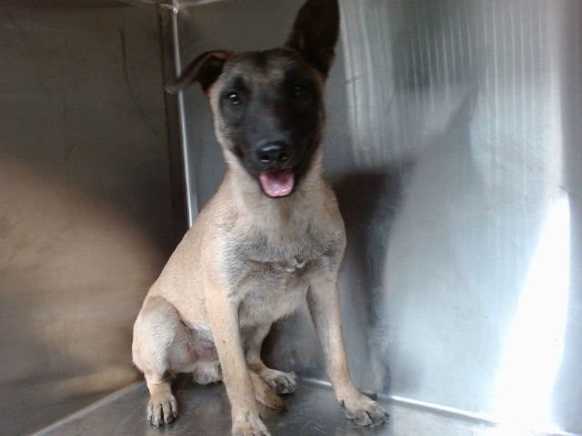 TEJANA - German Shepherd Dog available for adoption