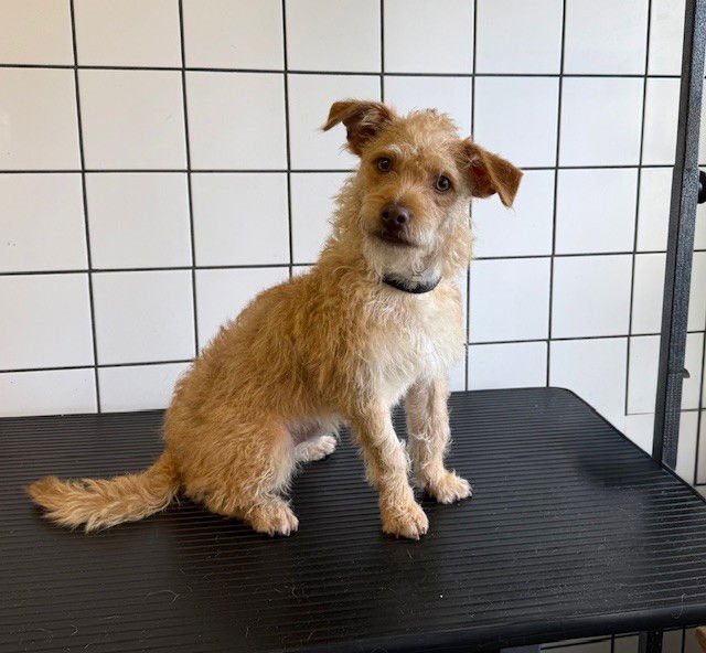 JUSTIN TIMBERLAKE - Terrier available for adoption